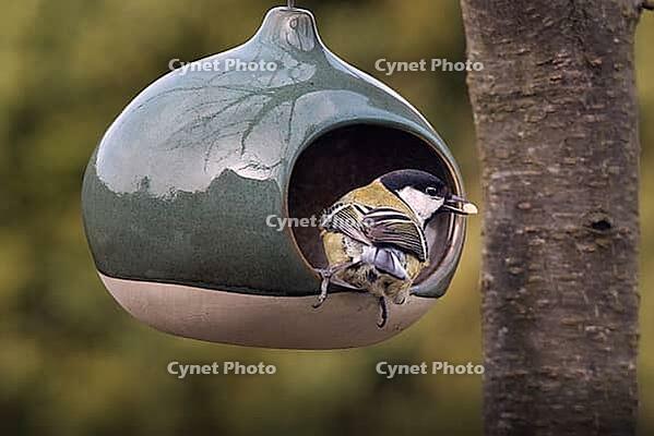 Great Tit (Parus major) at a bird feeder, Rhineland-Palatinate, Germany [IBR125183228]