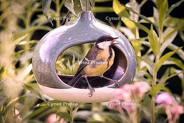 Great Tit (Parus major) at a bird feeder, Rhineland-Palatinate, Germany [IBR125183229]