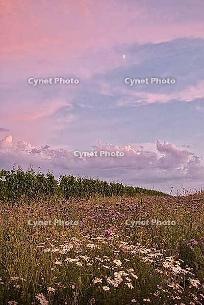 Blue hour with moon over flower field, Rhineland-Palatinate, Germany [IBR125183230]