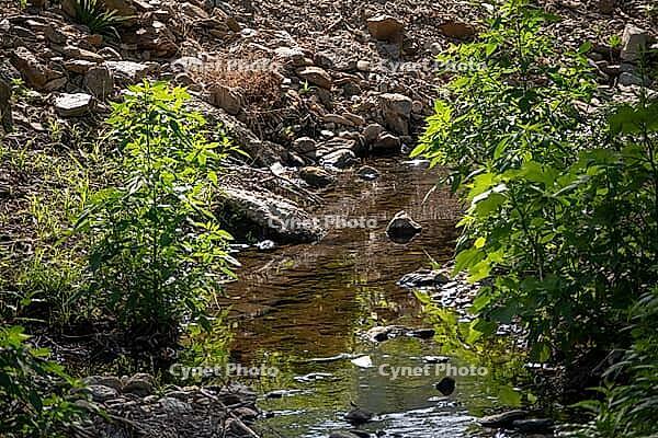 Rocky bed of the Neufs Riaux stream with shallow water, boulders, plants and high summer sunlight, La Garde-Freinet, Ruisseau des Neufs Riaux, Var, Provence-Alpes-Cote d Azur, France [IBR125185821]