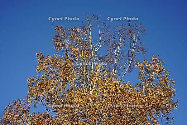 The wildly spreading tree crown of a birch tree in autumn light, you can already see the buds and the birch kittens that are already ready for spring. A juniper thrush sits at the very top of the tree and sings [IBR125185826]