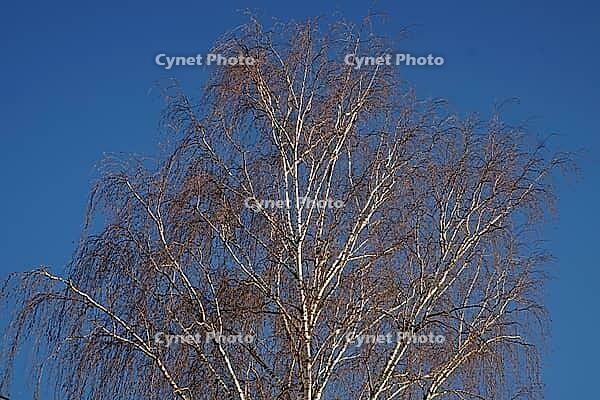 The huge crown of a birch tree in the blue winter sky [IBR125185827]