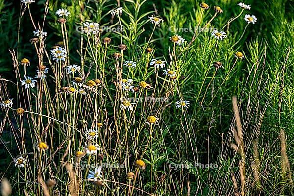 Wild daisy flowers and grasses growing in a sunlit meadow or field landscape. Leucanthemum vulgare [IBR125185829]