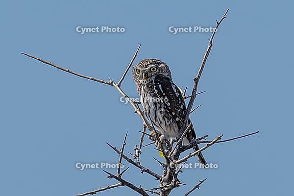 Pearl-spotted Owlet (Glaucidium perlatum), Boteti River, Meno A Kwena, North-West District, Botswana [IBR125185838]