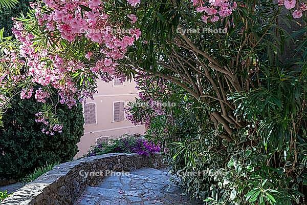 The village steps descend between stone masonry, Mediterranean plants and pink flowers in mixed sunlight, Bormes-les-Mimosas, Bormes Village, Var, Provence-Alpes-Cote d Azur, France [IBR125185839]