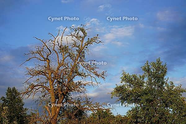The old apple tree is a real giant, tall and sprawling. He is probably sick or simply very old, only a few branches still bear leaves, but on these branches he has red apples [IBR125185840]