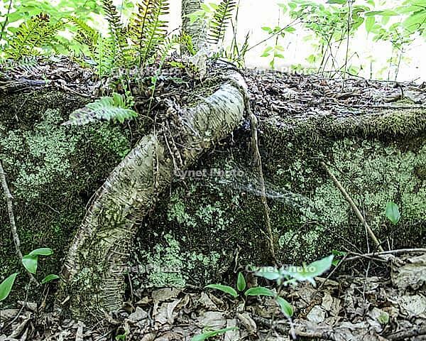 A yellow birch tree stilt root (Betula alleghaniensis) wrapping around a large rock surface as it grows. Lithophyte and scientific Thigmotropism. Betula alleghaniensis [IBR125185847]