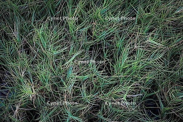 Macro close-up of lush saltgrass texture background by the coast of the Caribbean Sea. Native plants of Aruba for erosion control [IBR125185858]