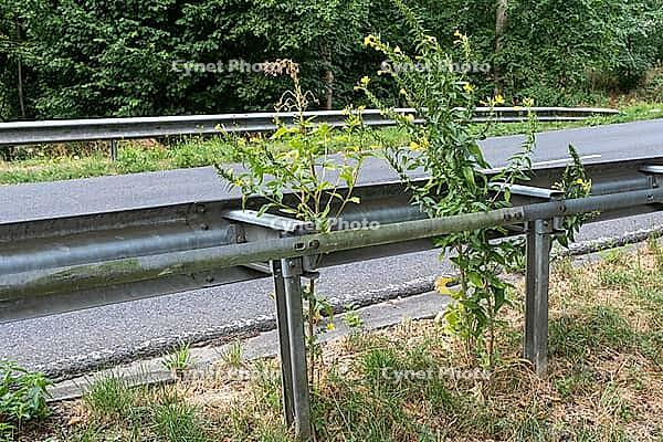 Plants are growing through a metal guardrail next to a highway. The photo shows the plants reaching up into the sunny sky. The scene is typical for a rural area during summer, Borken, NRW, Germany [IBR125185863]