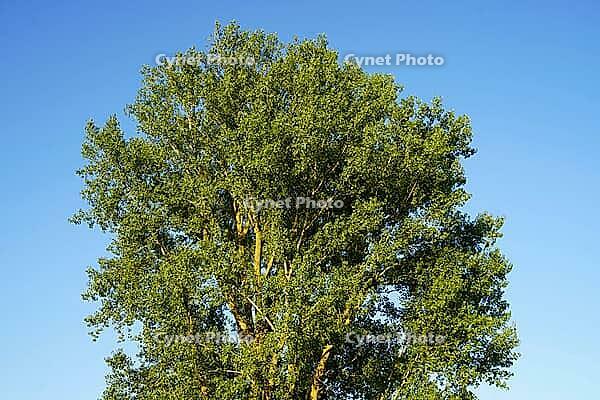 The Treetop of the Old Poplar is Sprawling. The Trunk of the Old Tree Is Warmly Illuminated by the Evening Sun [IBR125185866]