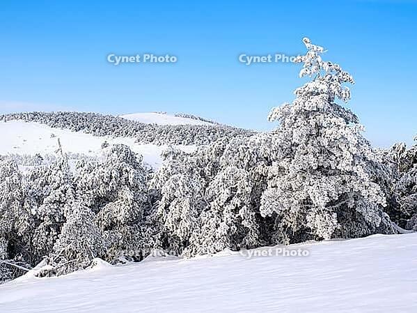Wintry landscape [IBR125188152]