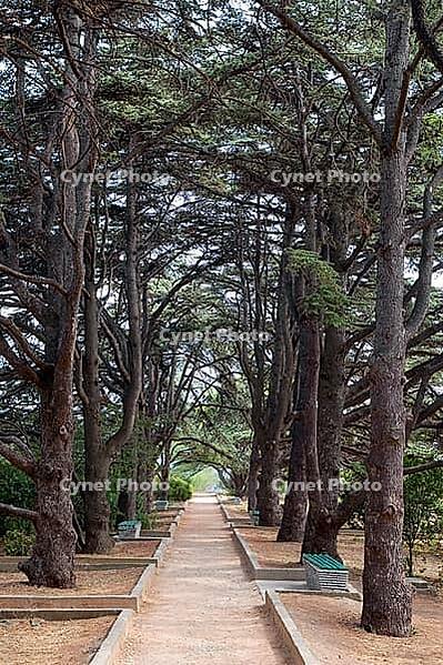 Pine alley [IBR125188159]
