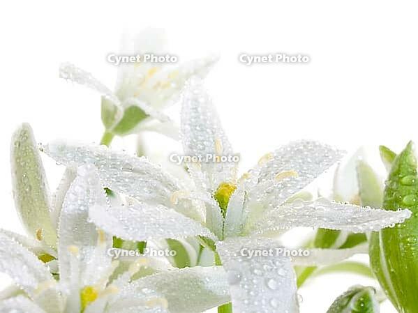 White flowers isolated on white background [IBR125188160]