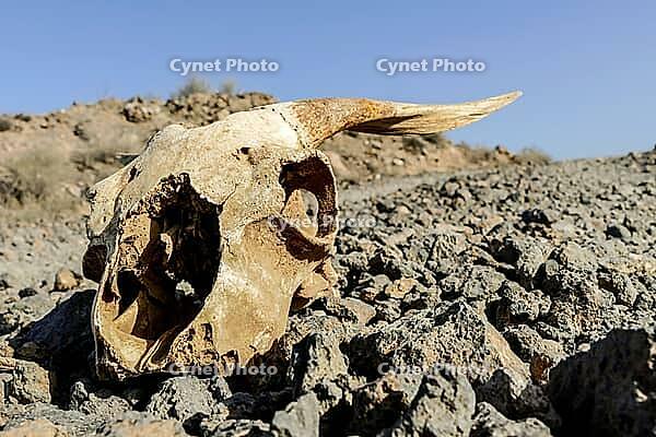 Photo Picture of the Dry Goat Skull Bone [IBR125188161]