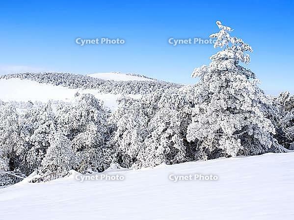 Wintry landscape with snowy trees [IBR125188200]