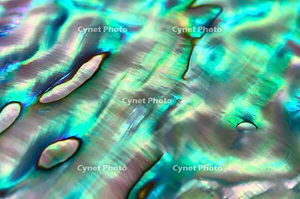 Close up background of abalone shell, haliotis [IBR125188203]