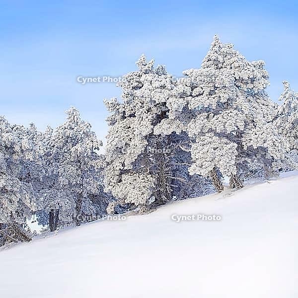 Wintry landscape with snowy trees [IBR125188208]