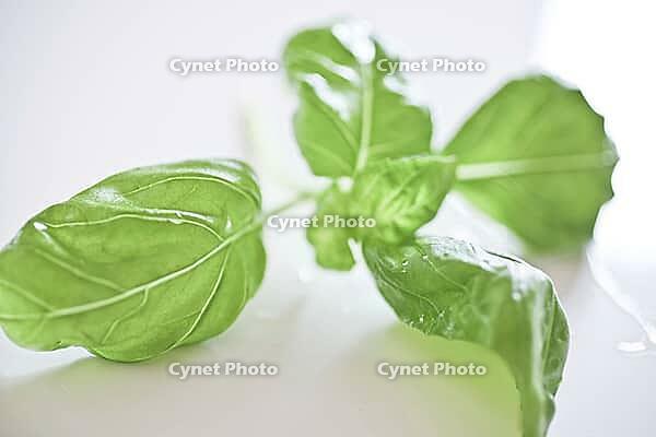 Basil [IBR125188212]