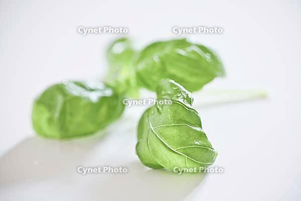 Basil [IBR125188213]