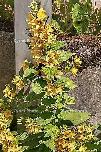 Pennywort (Lysimachia nummularia), Allgäu, Bavaria, Germany [IBR125188238]