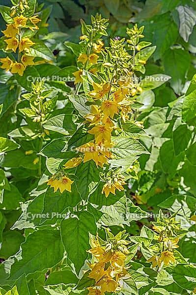 Pennywort (Lysimachia nummularia), Allgäu, Bavaria, Germany [IBR125188239]