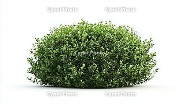 Vibrant Green Shrub In The Garden: Adding Depth And Perspective To Your Outdoor Space With A Beautiful Foliage Plant Feature, AI generated [IBR125195742]