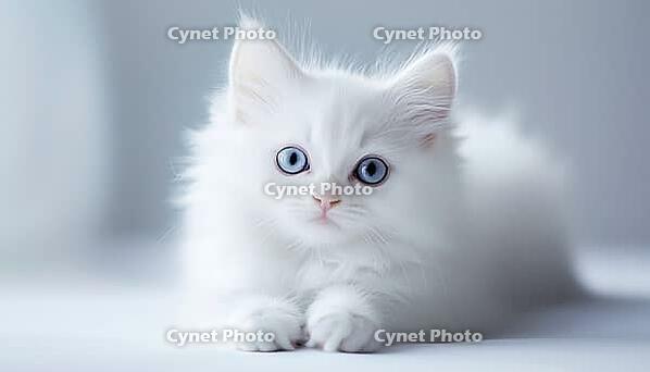 Adorable Long-Haired White Kitten With Big Beautiful Eyes: A Delightful Companion In Life And Pets. Charming Fluffy Cat On White, AI generated [IBR125200662]
