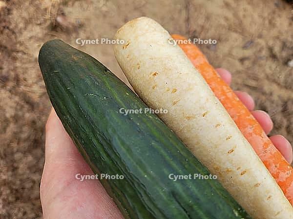 Hand holding a seasonal vegetables [IBR125203131]