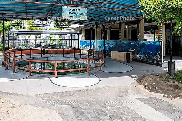 Turtle Conservation and Education Center, Sanctuary, Breeding, Saving Turtles, Bali, Indonesia [IBR125203132]
