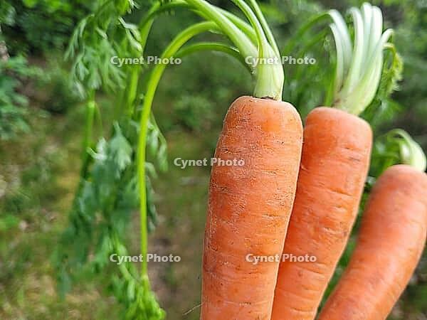 Fresh carrots against a beautiful background [IBR125203135]