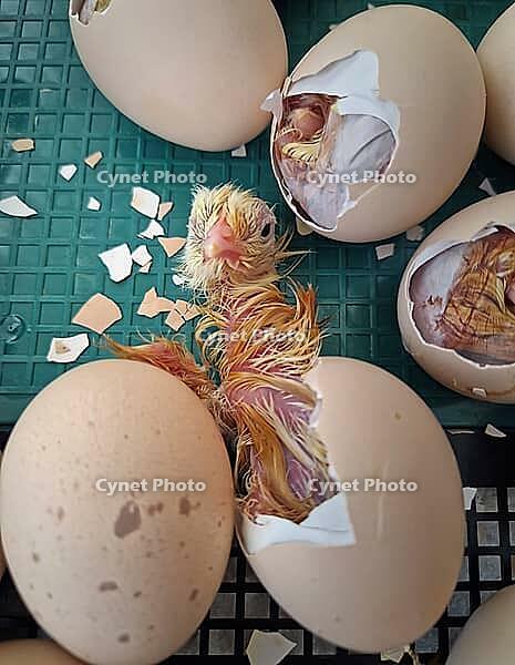 Close-up miracle of life as tiny chicks begin to hatch from their eggs in an incubator. Inside the cracked shells, wet downy feathers and small beaks are visible as the birds struggle to emerge [IBR125203139]