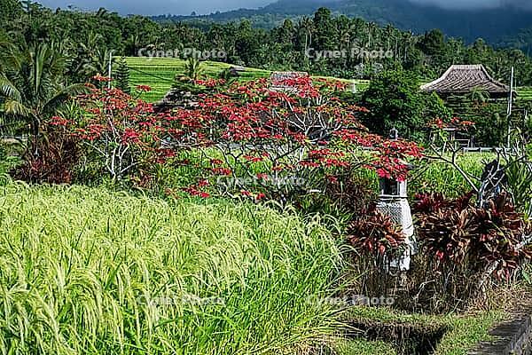 Poinsettia (Euphorbia pulcherrima), Christmas star, natural habitat, Jatiluwih rice terraces, UNESCO World Heritage Site, Tabanan, Bali, Indonesia [IBR125203140]