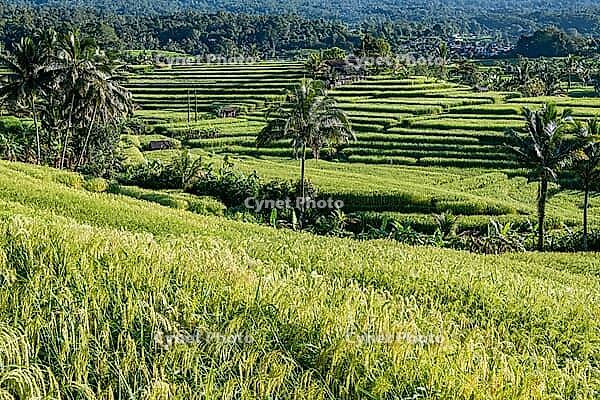 Jatiluwih rice terraces, UNESCO World Heritage Site, Tabanan, Bali, Indonesia [IBR125203141]