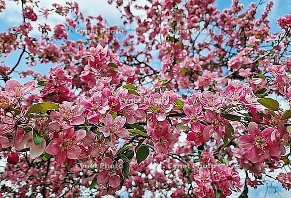 Vibrant pink crabapple tree in full spring bloom. Clusters of deep rose-colored blossoms cover the branches, swaying gently against a clear blue sky. Dense Malus floral canopy, vernal season renewal [IBR125203142]