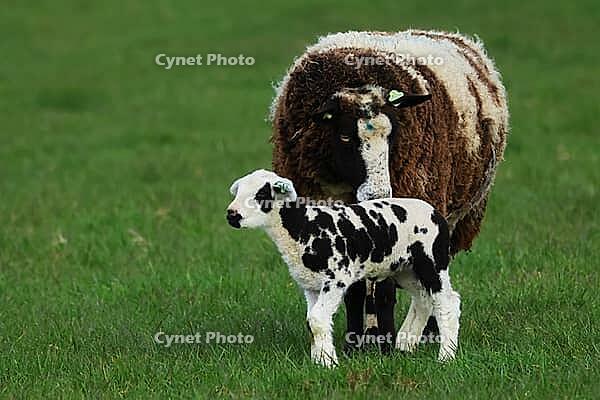 Texel sheep on pasture with lamb, Texel island Netherlands [IBR125203143]