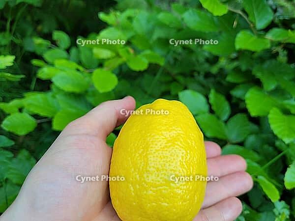 Hand holding a one lemon fruit [IBR125203146]