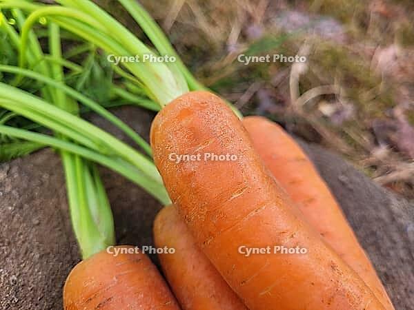 Beautiful portion of fresh carrots [IBR125203154]
