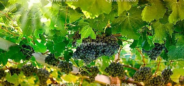 Lush grapes hanging from the vine [IBR125203160]