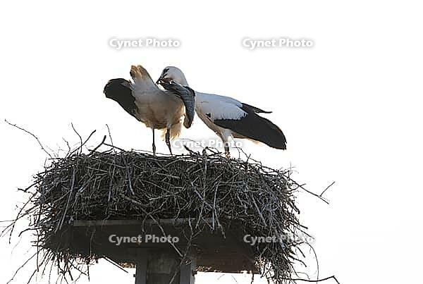 White storks (Ciconia ciconia) on their nest in a quiet, harmonious moment. The photograph captures the close bond between the breeding pair and the natural social behaviour of a pair of storks whilst rearing their young. Backlit [IBR125203161]