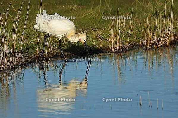 Löffler, Platalea leucorodia, looking for food, Texel island Netherlands [IBR125203163]