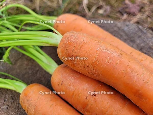 Raw portion of fresh carrots [IBR125203164]