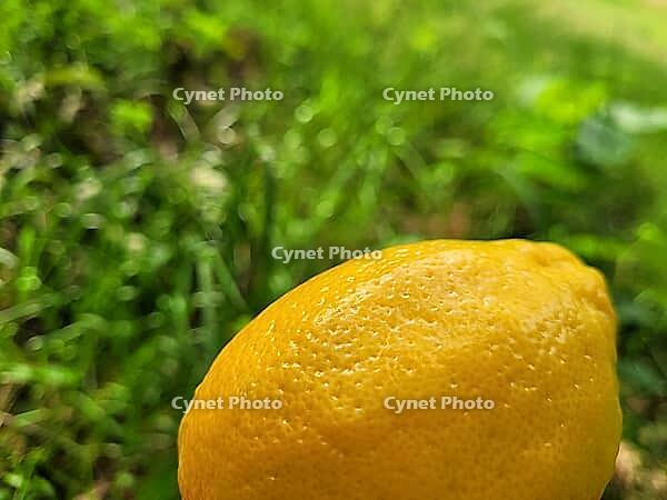 Very aromatic lemon fruit against a beautiful background [IBR125203167]