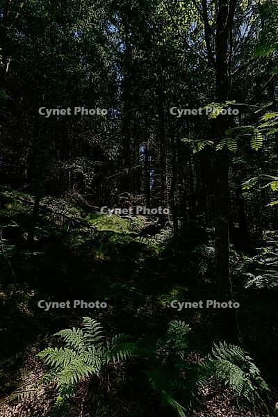 Light mixed forest with lush fern growth on the forest floor. Sunbeams fall through the dense canopy and create a lively interplay of light and shadow. The rich shades of green convey a calm, natural atmosphere. Nature photo from Denmark [IBR125203168]