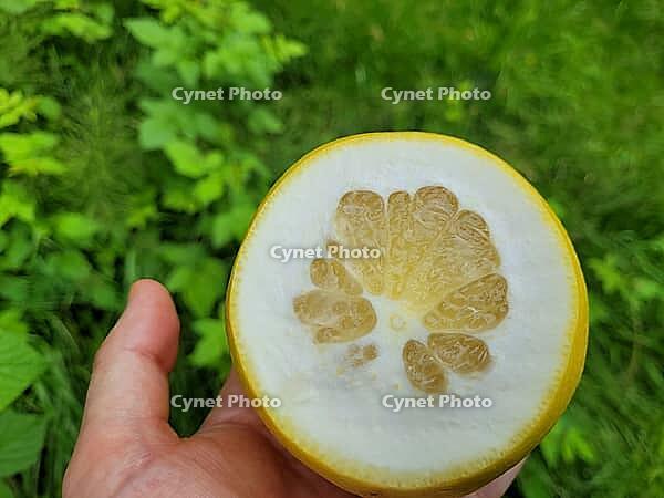 Fresh yellow grapefruit for exotic taste [IBR125203171]