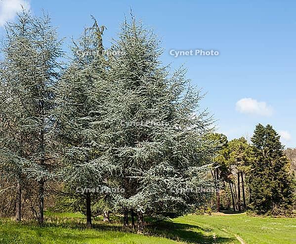 Botanic garden in Saints Constantine and Helena resort, Bulgaria [IBR125203173]