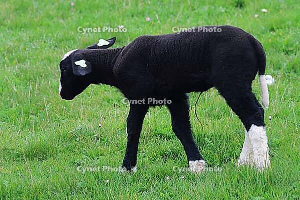 Texel sheep, is a separate breed, here a lamb, Texel island Netherlands [IBR125203179]