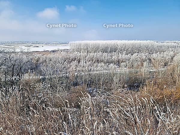A vast winter landscape features frost-covered trees and a frozen river valley under a pale sky. Dried weeds in the foreground sway gently, their stalks dusted with rime ice. Serene, chilly atmosphere [IBR125203182]