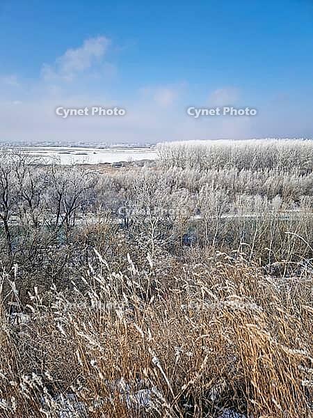 A vast winter landscape features frost-covered trees and a frozen river valley under a pale sky. Dried weeds in the foreground sway gently, their stalks dusted with rime ice. Serene, chilly atmosphere [IBR125203187]