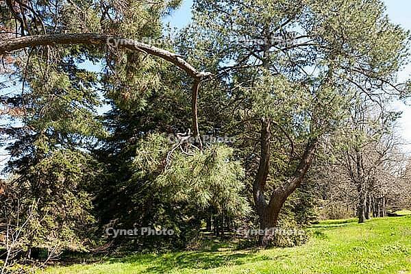 Botanic garden in Saints Constantine and Helena resort, Bulgaria [IBR125203192]