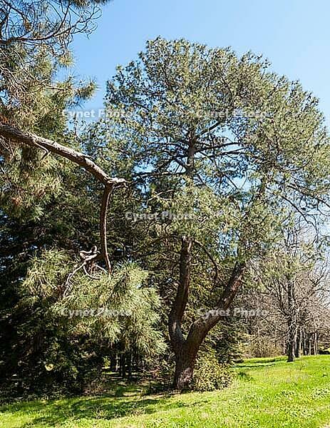 Botanic garden in Saints Constantine and Helena resort, Bulgaria [IBR125203194]